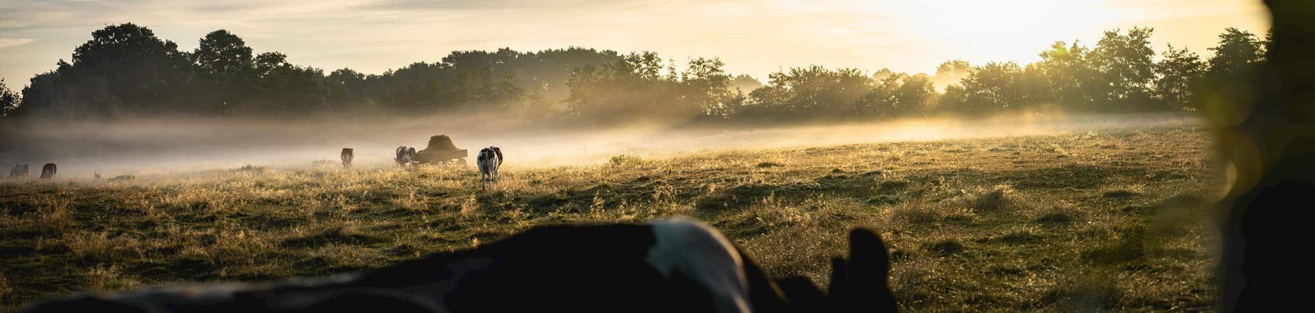 imagen vacas asociaciones