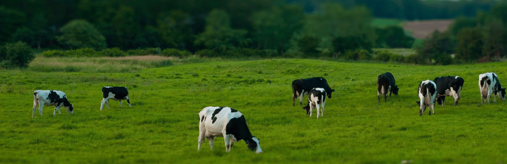 Imagen de vacas frisona